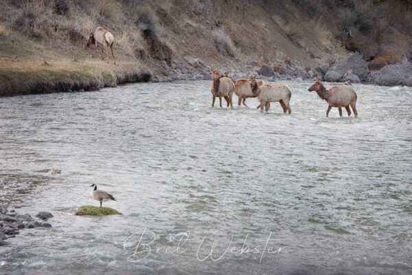 Elk and Goose in river