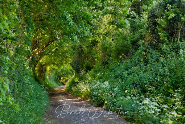 Lovers Lane