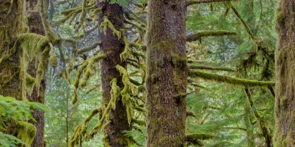 Mossy Forest 2.0 Horiz