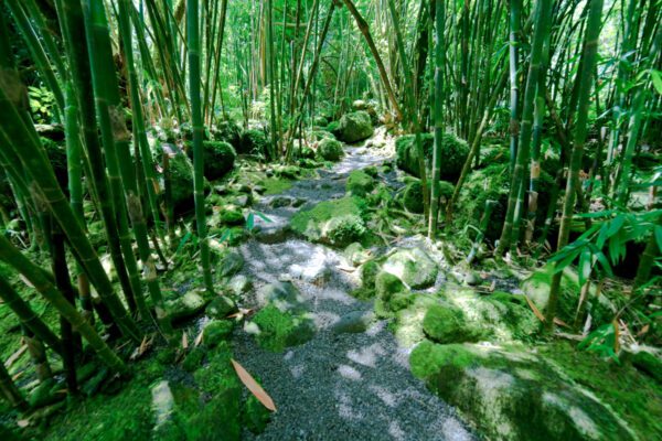 Mossy Trail and Bamboo