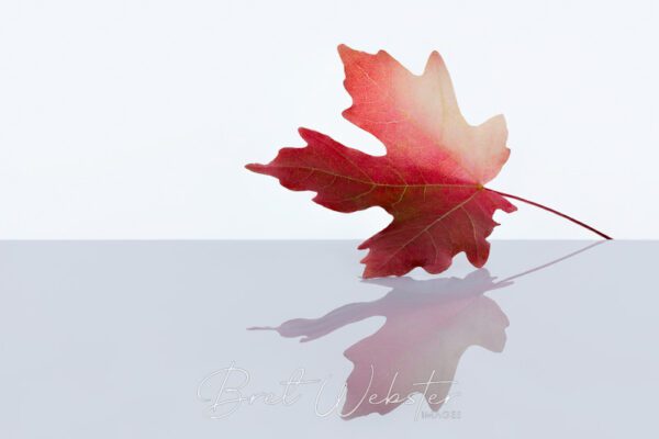 Mountain Maple Magic - horizontal 1.5