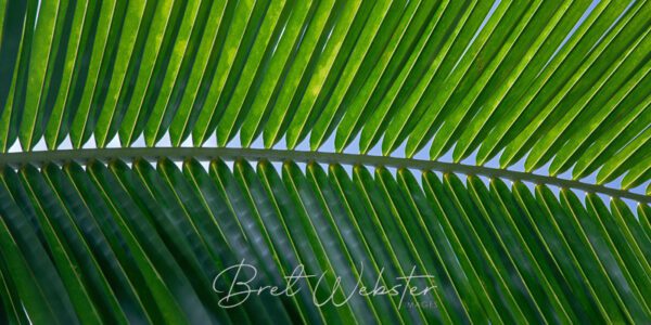 Palm Frond