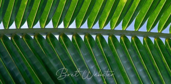 Palm Pattern 1
