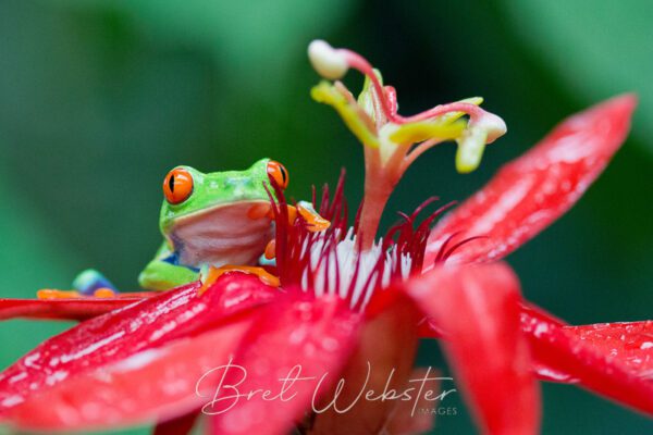 Passion Flower and Friend