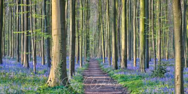 Purple Path