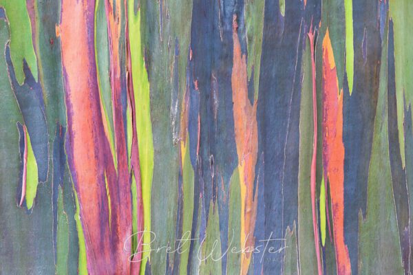 Rainbow Bark Horizontal