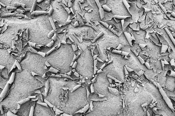 River Crinkles B&W