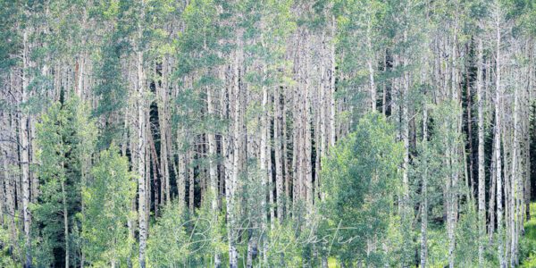 Summer Aspens Green 1 H2.0