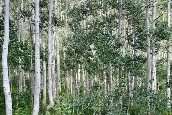 Summer Aspens Green 3  H1.5