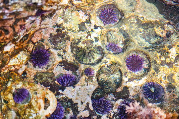 Tidal Pool Urchin Beds