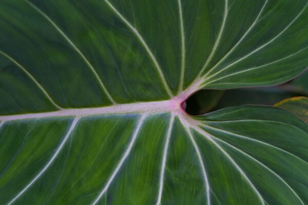 Tropic Plant Detail