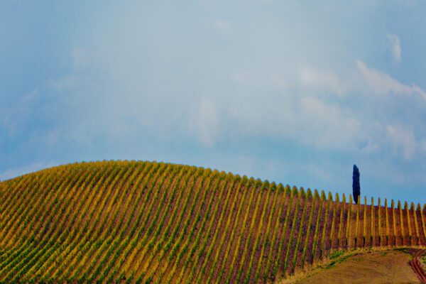 Tuscan Tree
