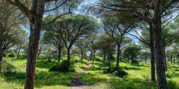 Umbrella Pines of Southern Spain