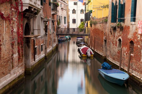 Venetian Ivy