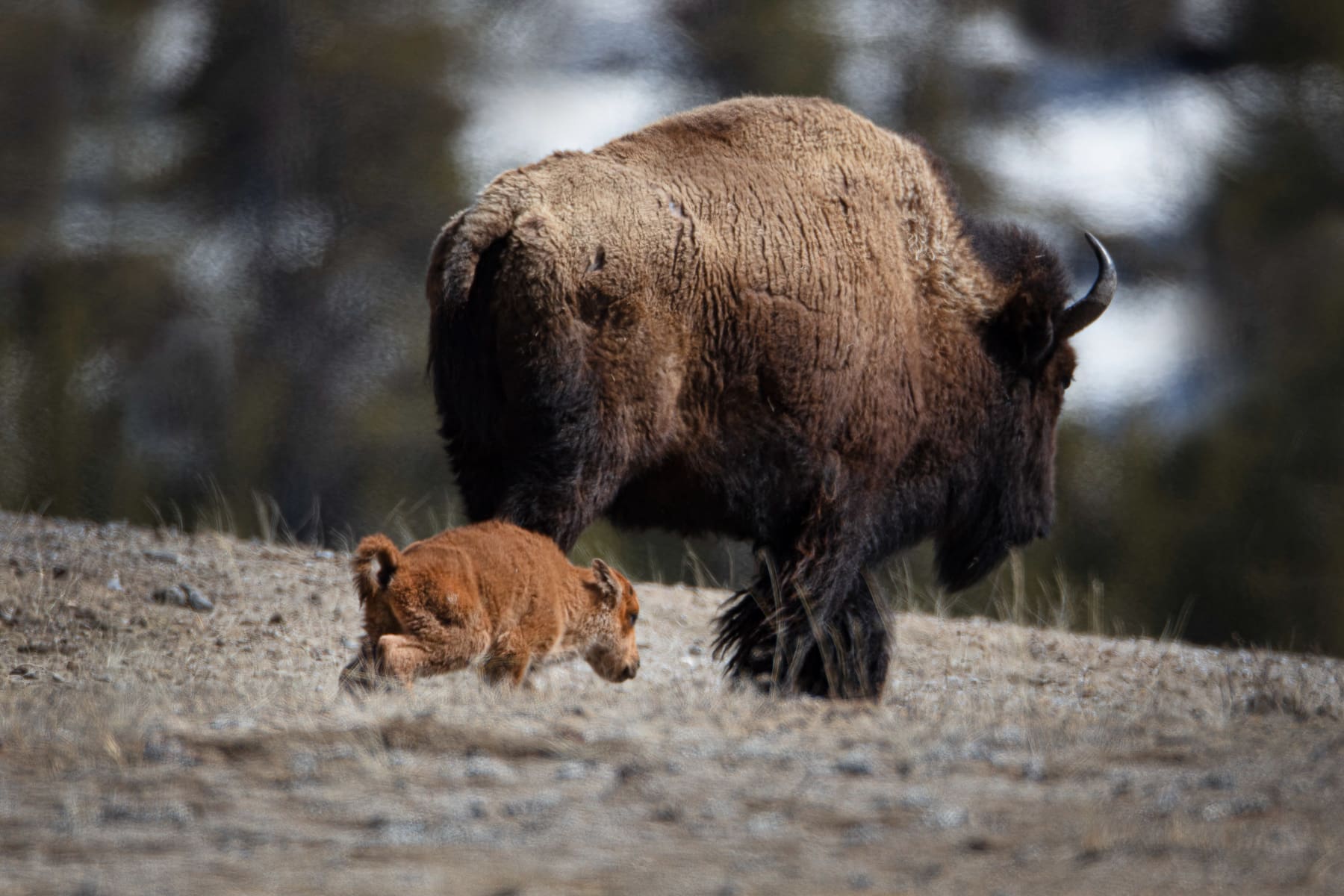 YS Bison baby 2 - Bret Webster Images