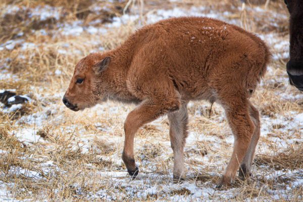 YS Bison Baby 9