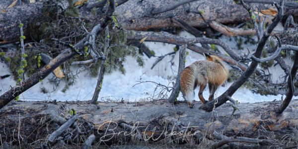 YS Fox 3