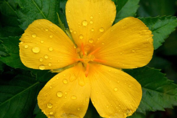 Yellow Flower