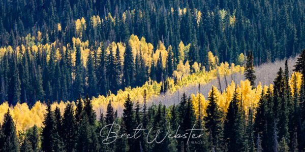 Yellow Ribbon