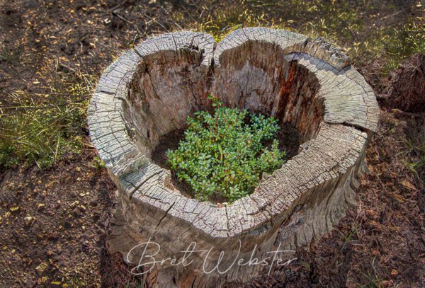 Love Grows