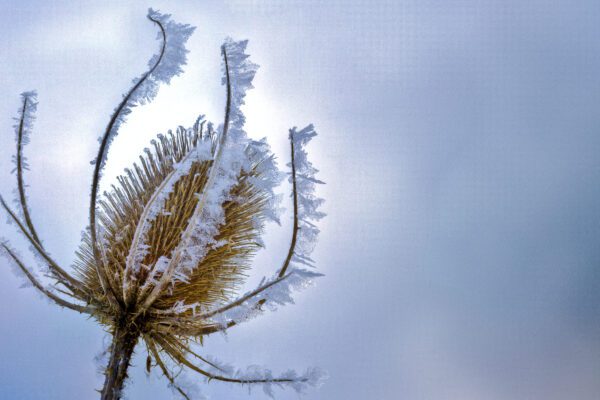 Winter Teasel