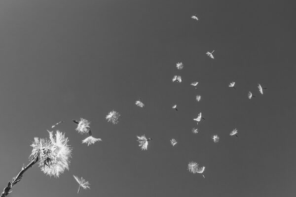 Dandelion Children 1 B&W